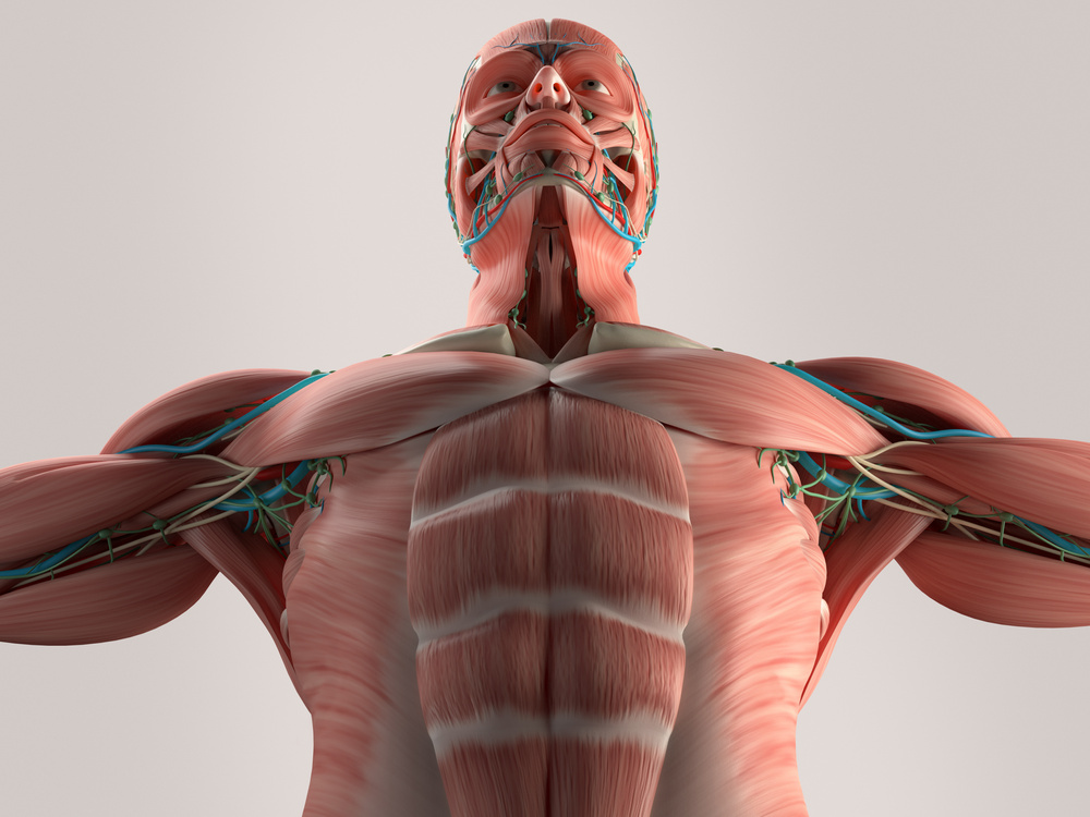 Human anatomy chest from low angle. Bone structure. Veins. Muscle.